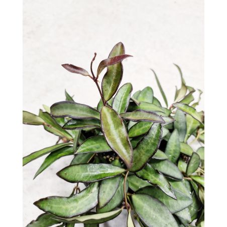 Hoya 'Rosita' - hoja