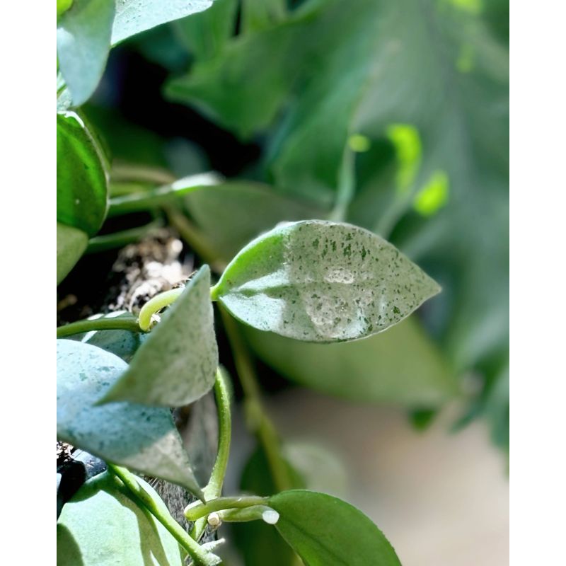 Hoya krochniana 'Eskimo' - hoja