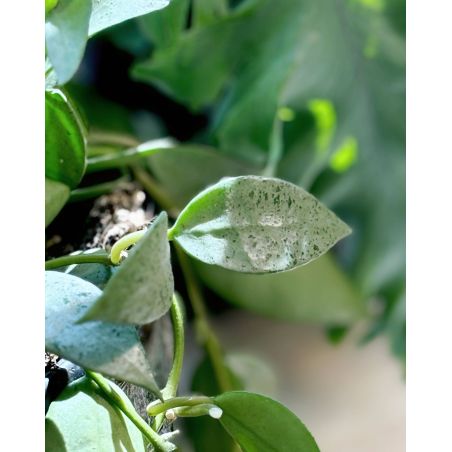 Hoya krochniana 'Eskimo' - hoja