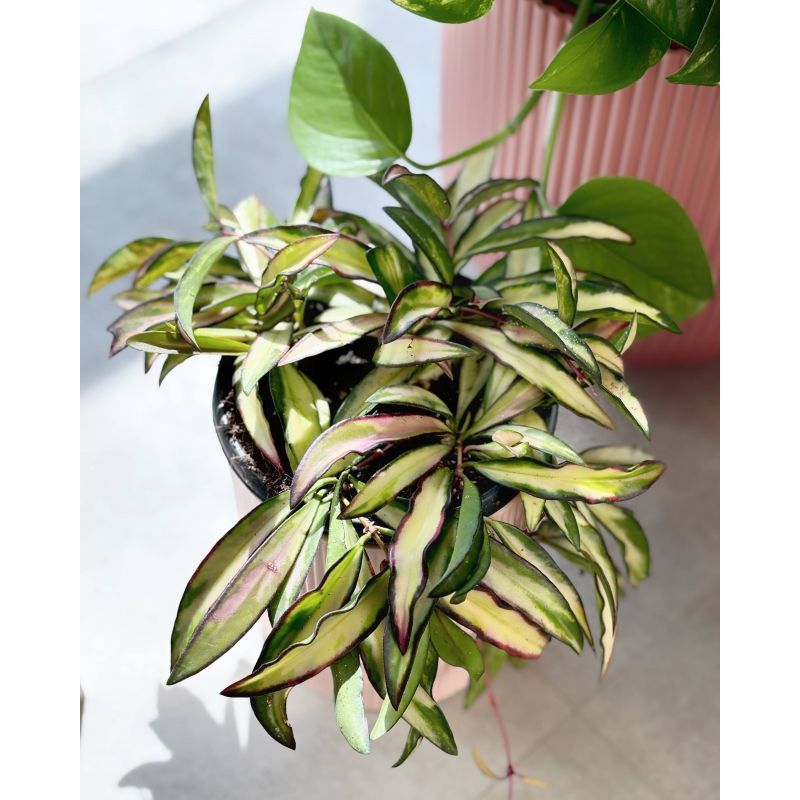 Hoya wayetii 'Tricolor' - hoja