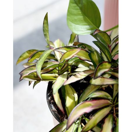 Hoya wayetii 'Tricolor' - hoja