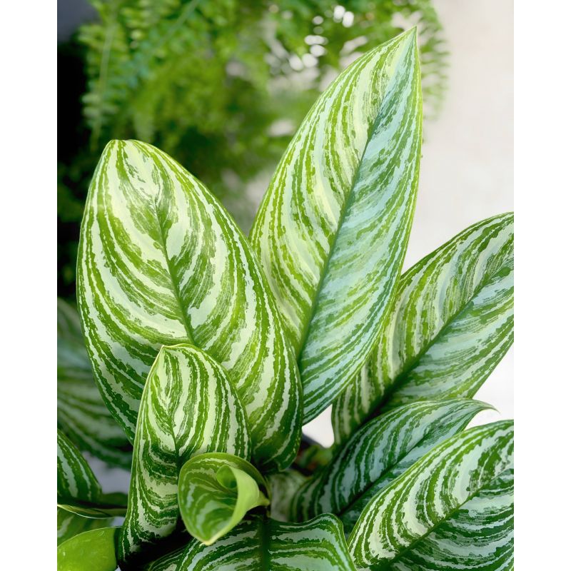 Aglaonema 'Stripe' - aglonema