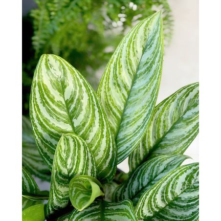 Aglaonema 'Stripe' - aglonema
