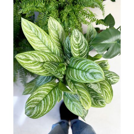 Aglaonema 'Stripe' - aglonema