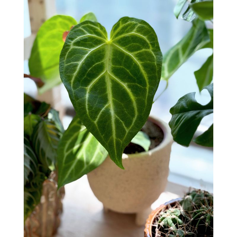 Anthurium magnificum - anturium białounerwione