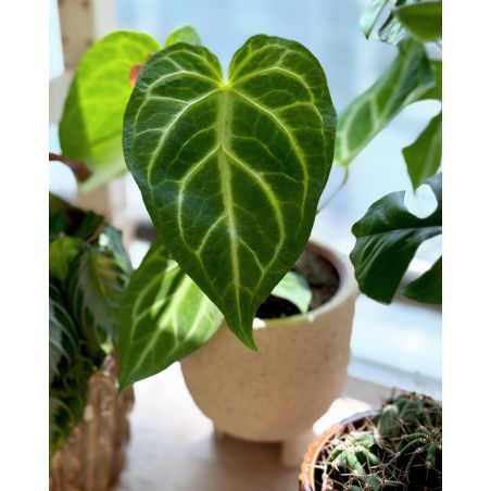 Anthurium magnificum - anturium białounerwione