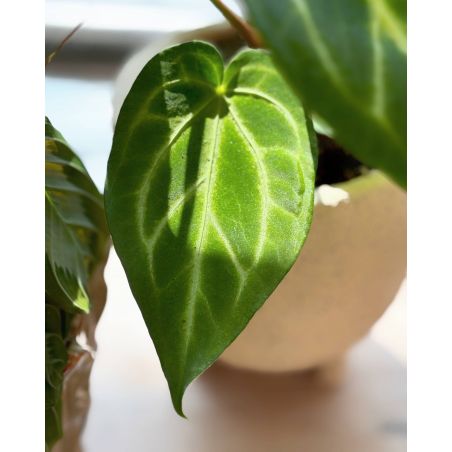 Anthurium magnificum - anturium białounerwione