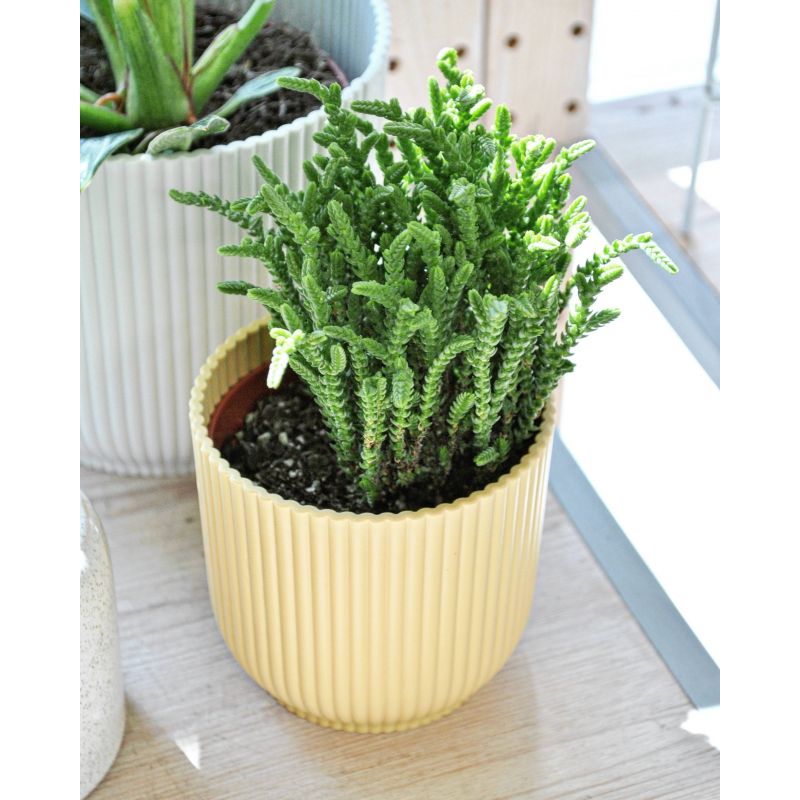 Crassula muscosa - grubosz widłakowaty Crassula muscosa - grubosz widłakowaty