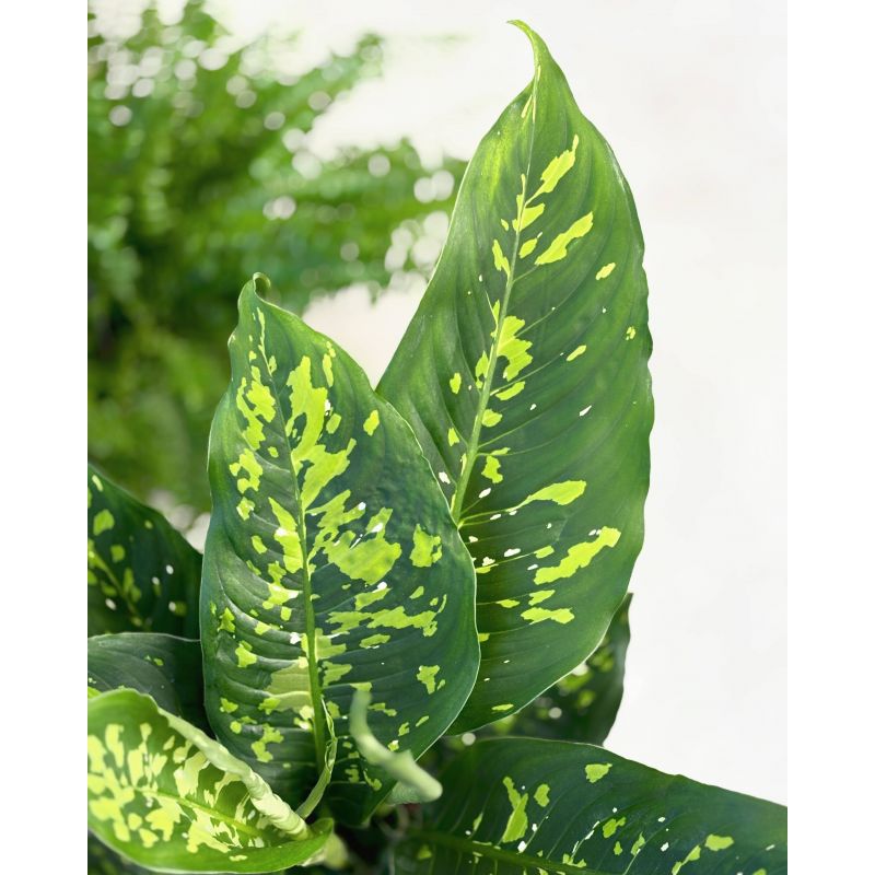 Dieffenbachia 'Spotty' - difenbachia
