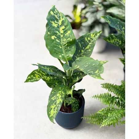 Dieffenbachia 'Spotty' - difenbachia