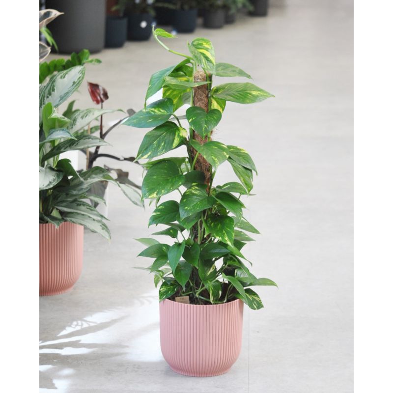 Epipremnum pinnatum aureum - epipremnum złociste