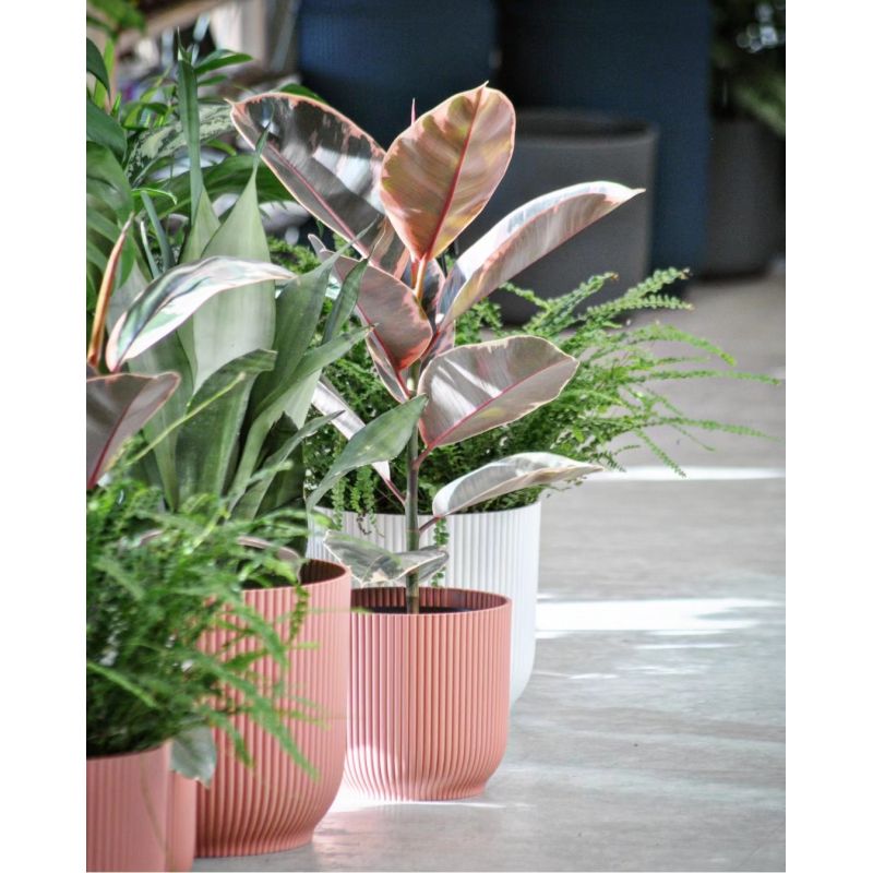 Ficus elastica 'Belize' - figowiec sprężysty