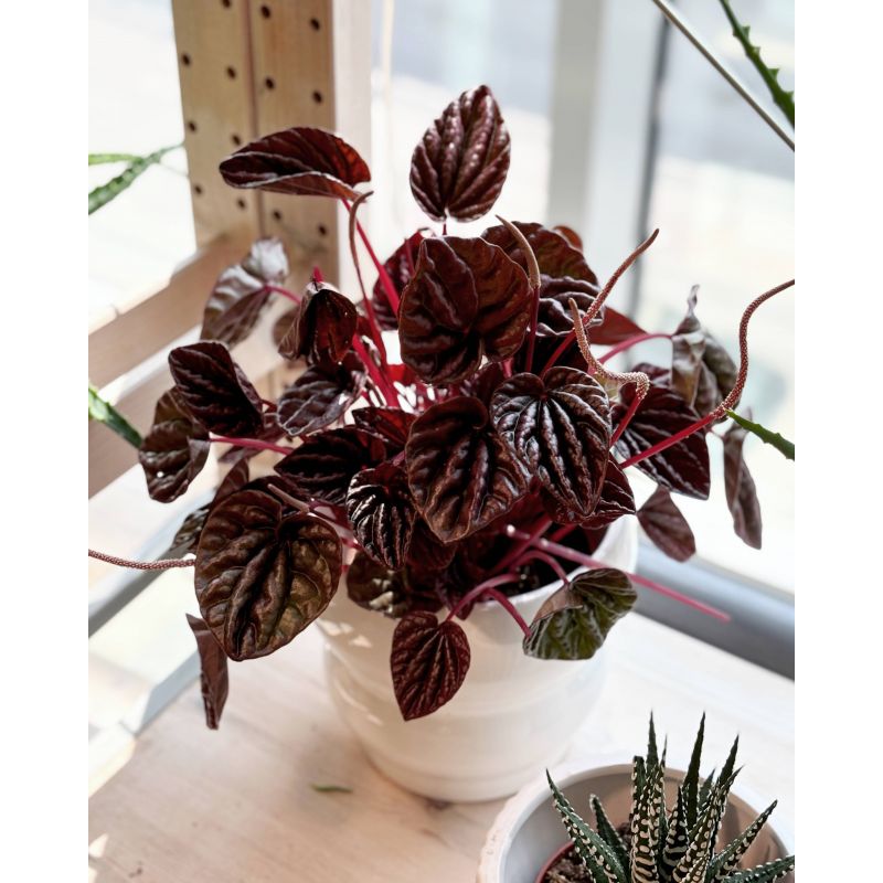 Peperomia caperata 'Schumi Red' - peperomia kędzierzawa