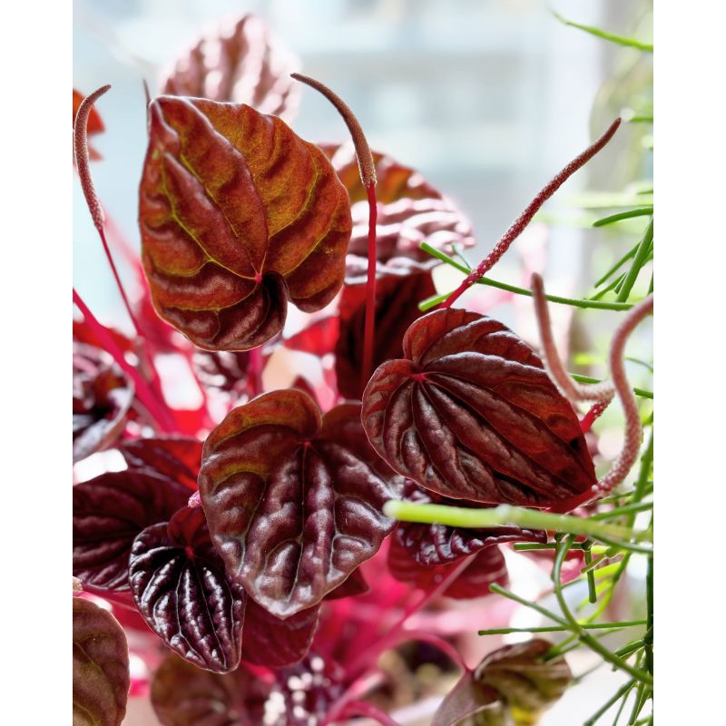 Peperomia caperata 'Schumi Red' - peperomia kędzierzawa