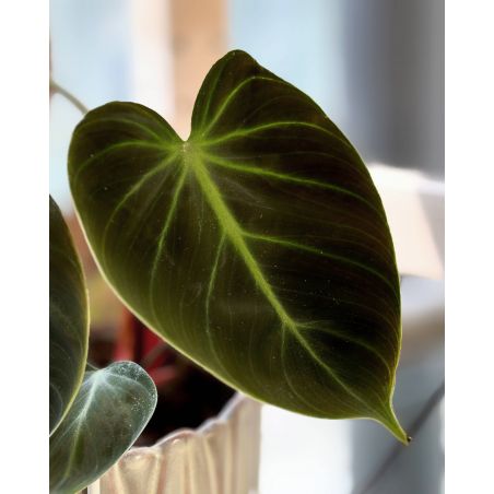 Philodendron rubrijuvenile 'El Choco Red' - filodendron