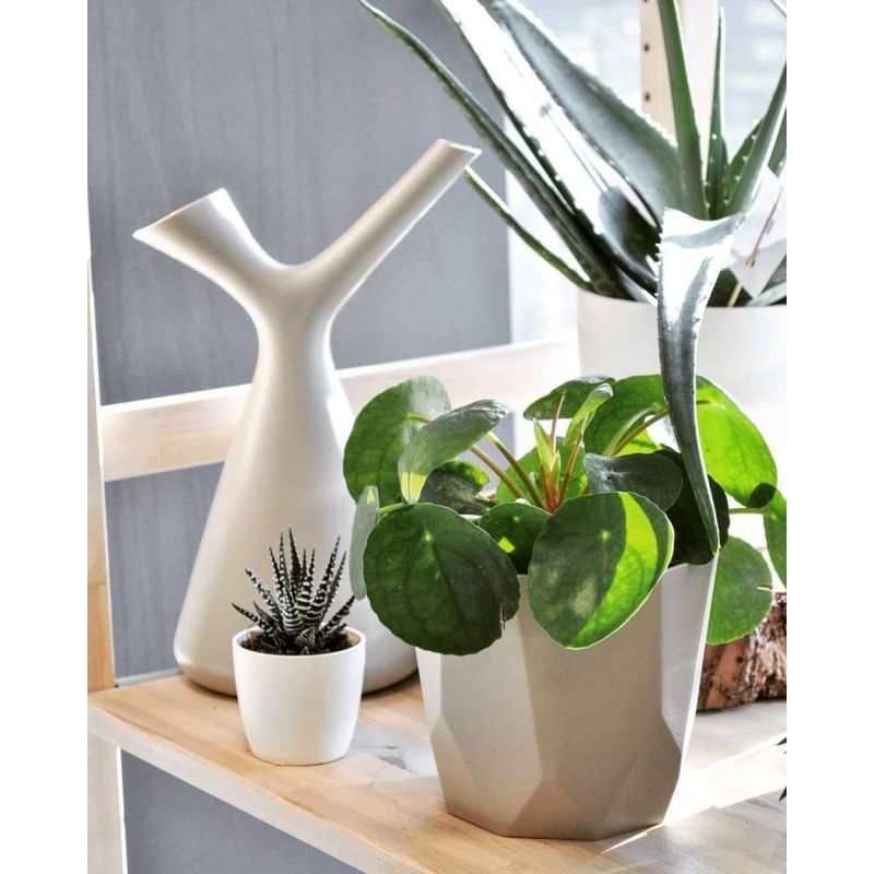 Pilea peperomioides - pieniążek Pilea peperomioides - pieniążek