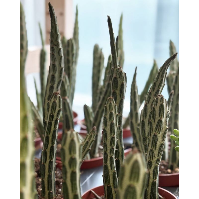 Senecio stapeliiformis 'Kilimanjaro' - starzec