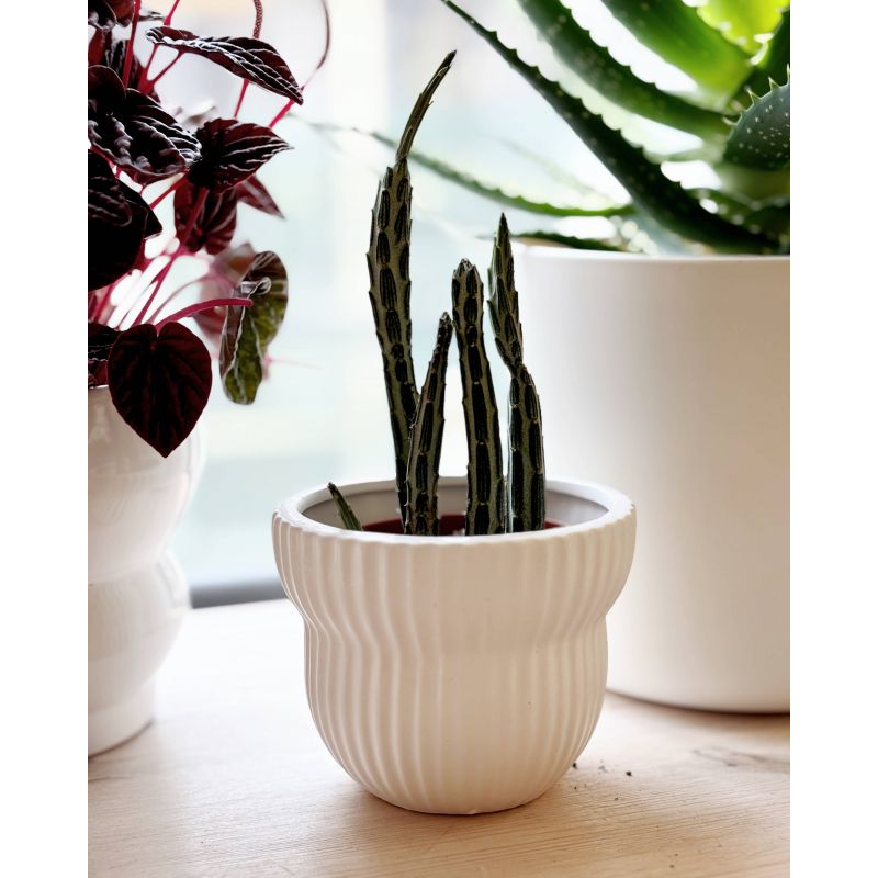Senecio stapeliiformis 'Kilimanjaro' - starzec