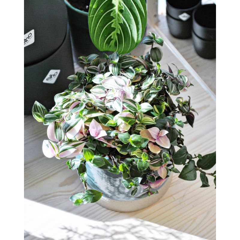 Tradescantia fluminensis 'Quadricolor' - trzykrotka