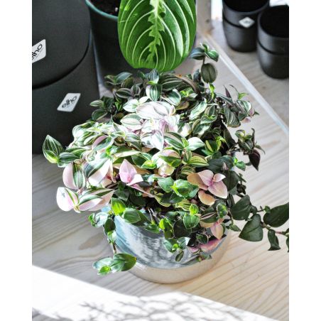 Tradescantia fluminensis 'Quadricolor' - trzykrotka
