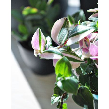 Tradescantia fluminensis 'Quadricolor' - trzykrotka