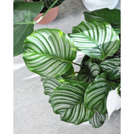 Calathea orbifolia - kalatea