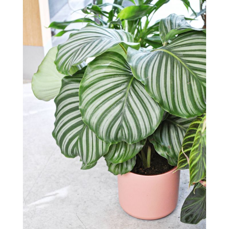 Calathea orbifolia - kalatea