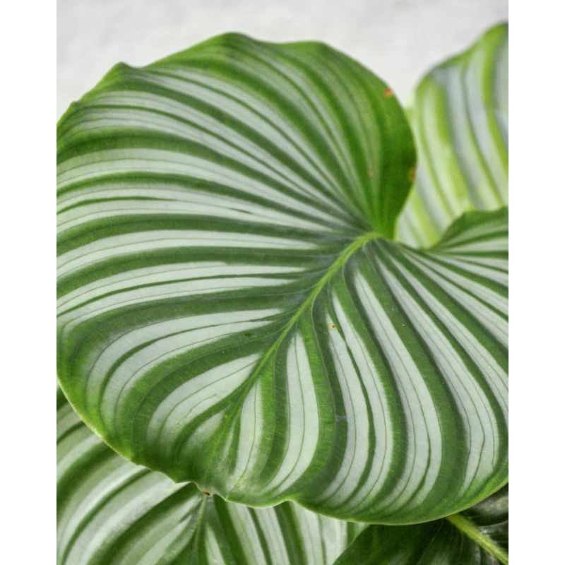 Calathea orbifolia - kalatea