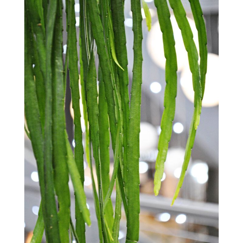 Lepismium bolivianum - lepismium