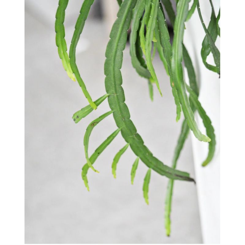 Lepismium bolivianum - lepismium