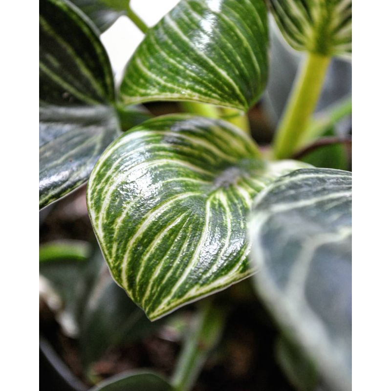 Philodendron birkin - filodendron