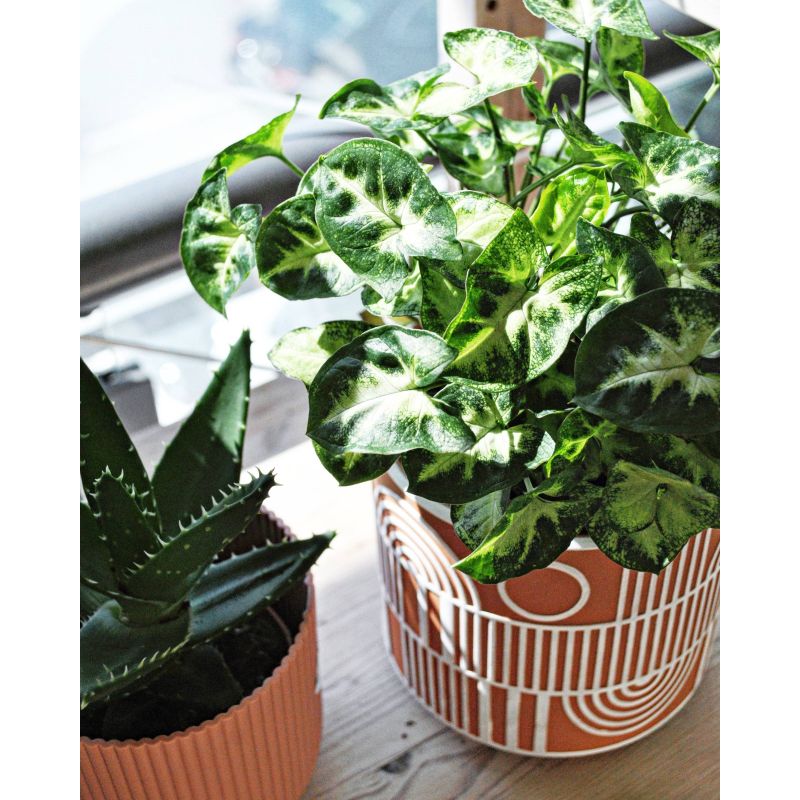 Syngonium 'Pixie' - zroślicha