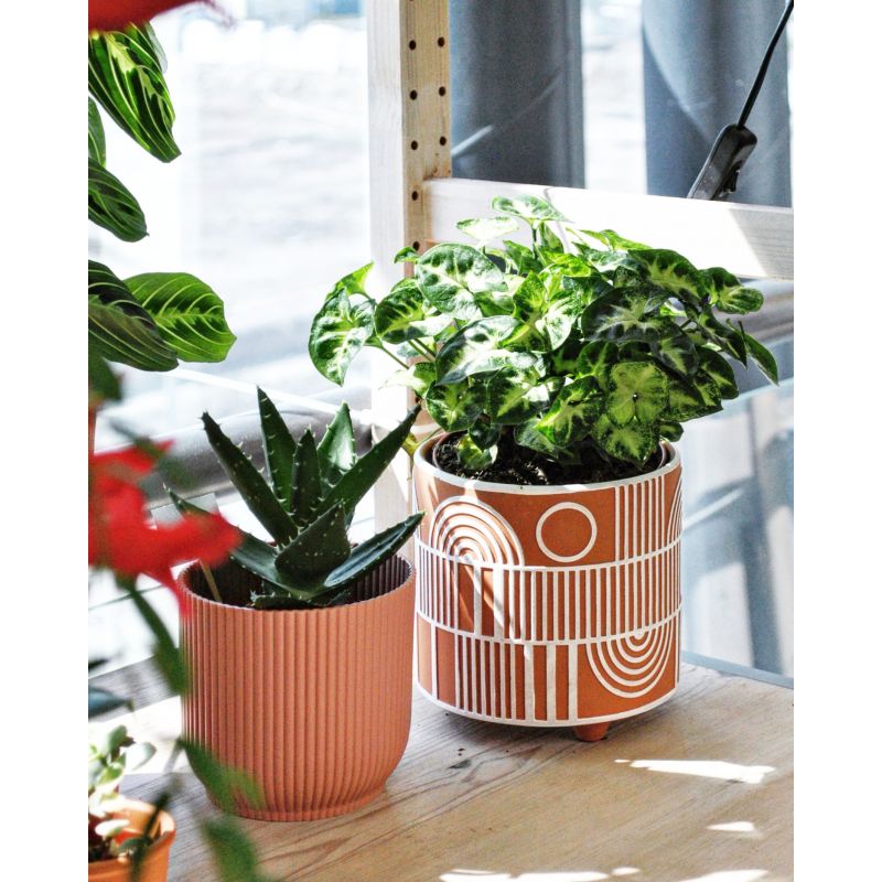 Syngonium 'Pixie' - zroślicha