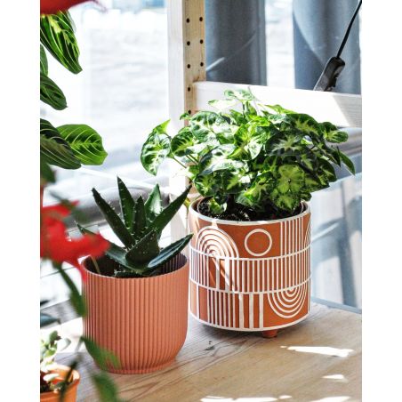 Syngonium 'Pixie' - zroślicha