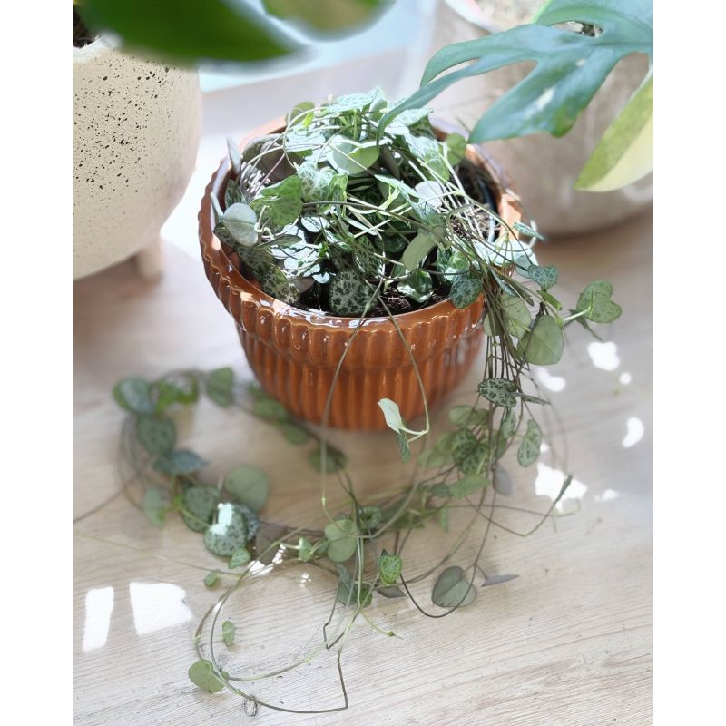 Ceropegia woodii - ceropegia Wooda