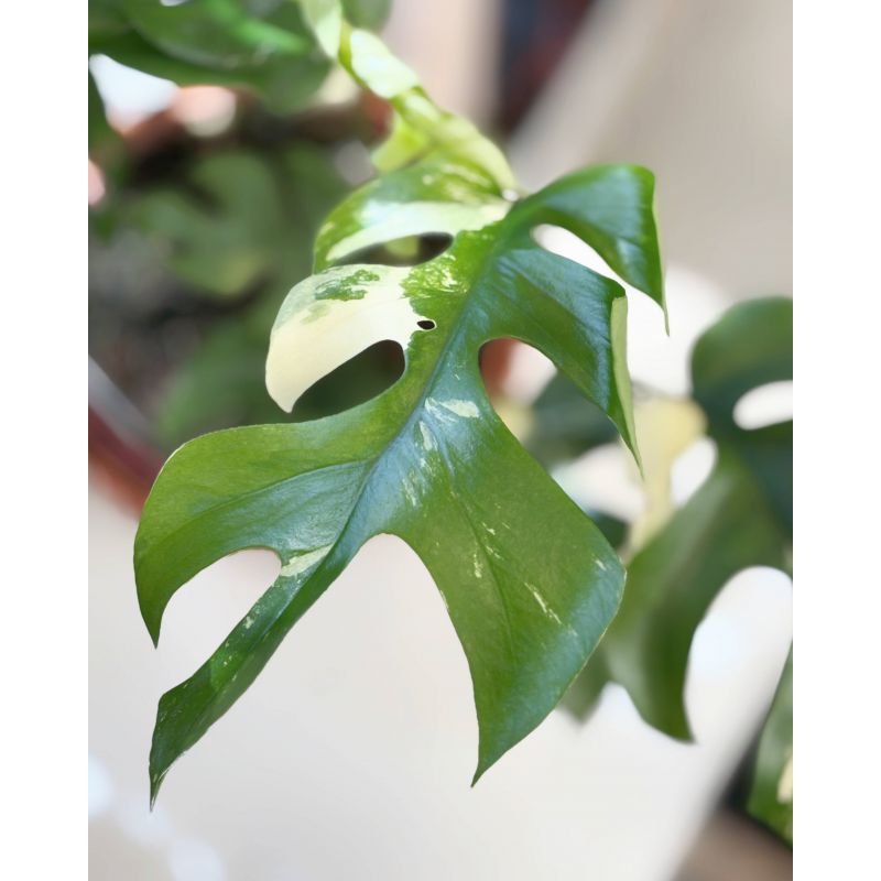 Raphidophora tetrasperma 'Variegata' (Monstera minima)
