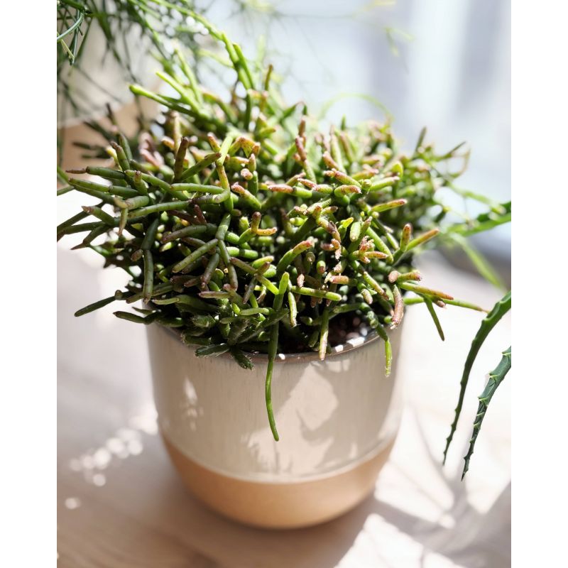 Rhipsalis burchellii - patyczak