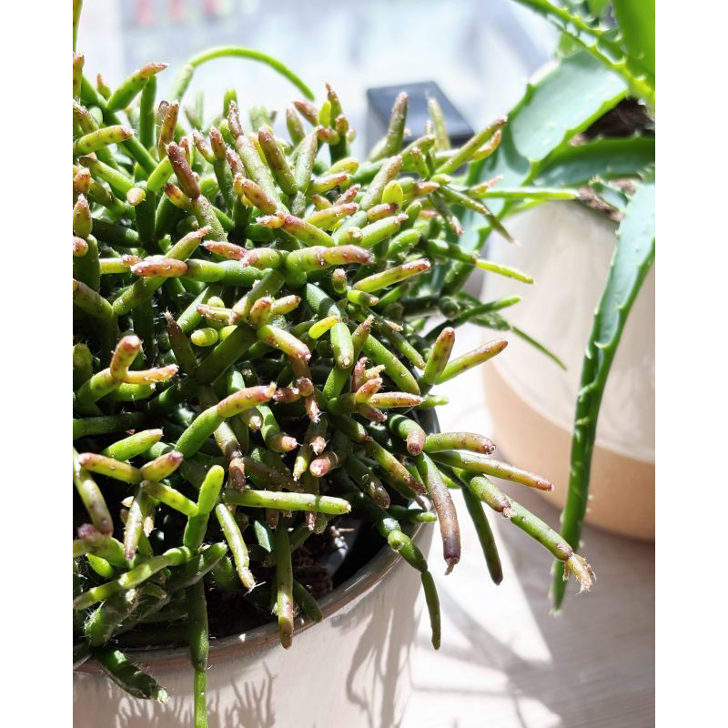 Rhipsalis burchellii - patyczak