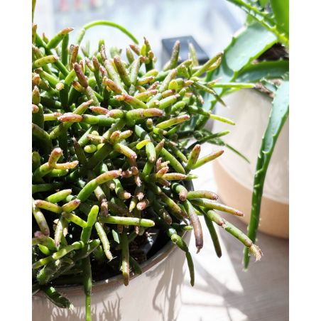 Rhipsalis burchellii - patyczak