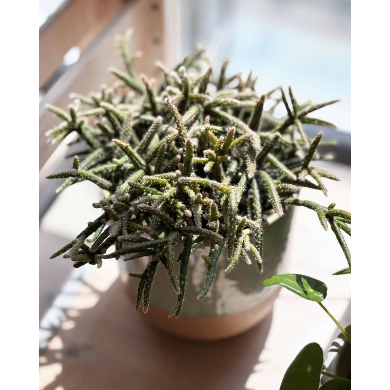 Rhipsalis baccifera subsp. horrida - patyczak