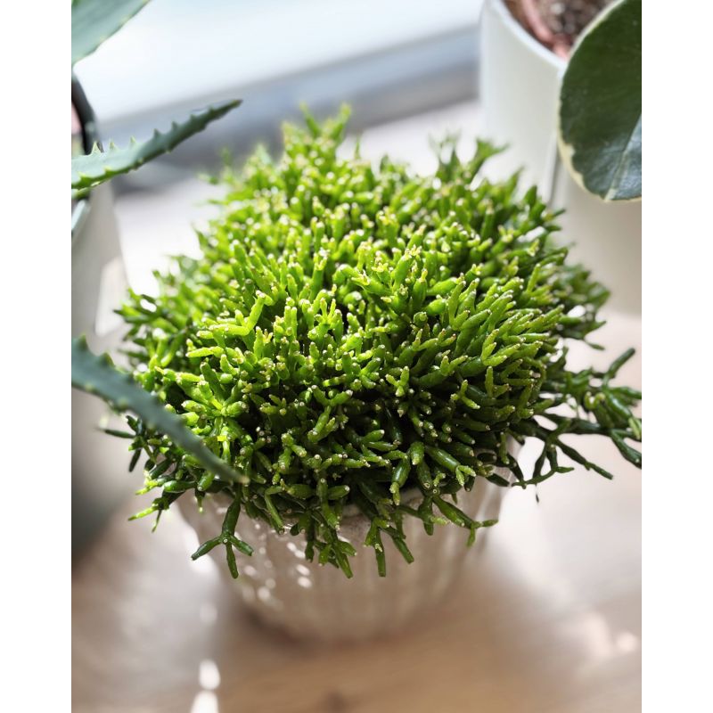 Rhipsalis cereuscula - patyczak