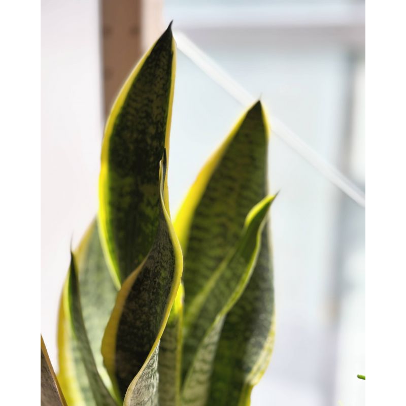 Sansevieria trifasciata 'Superba' - wężownica gwinejska