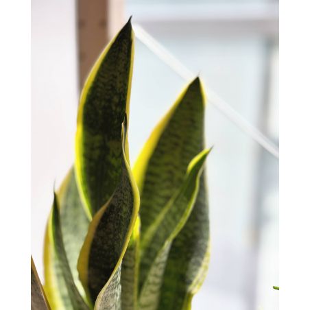 Sansevieria trifasciata 'Superba' - wężownica gwinejska