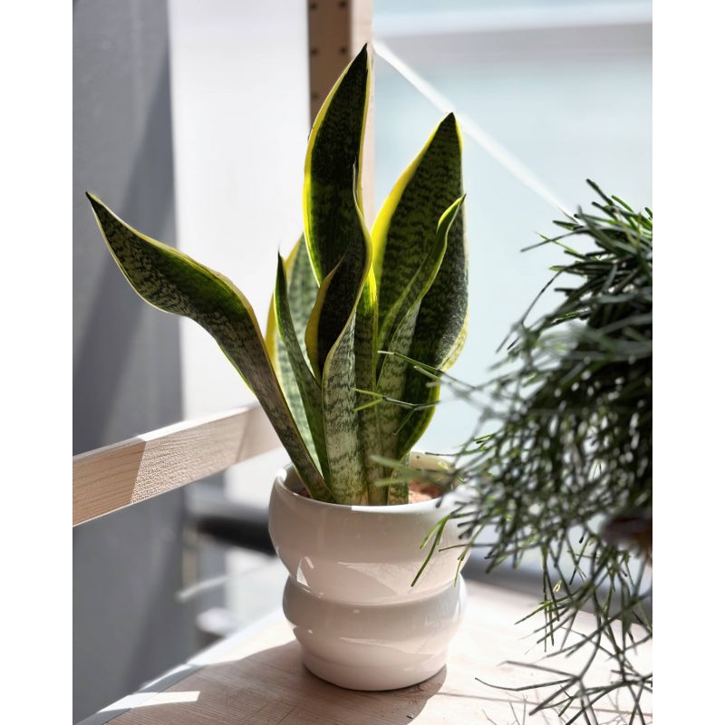 Sansevieria trifasciata 'Superba' - wężownica gwinejska