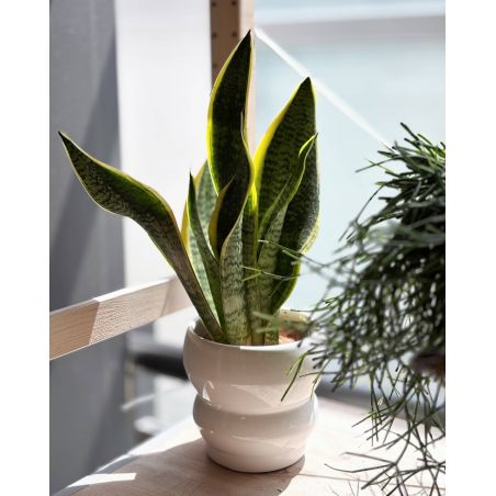 Sansevieria trifasciata 'Superba' - wężownica gwinejska