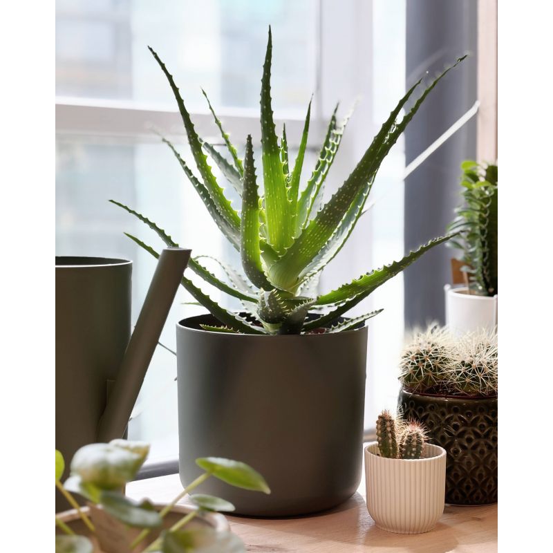Aloe arborescens - aloes drzewiasty
