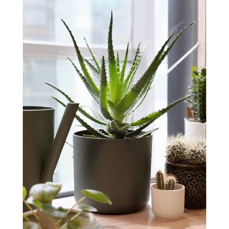 Aloe arborescens - aloes drzewiasty