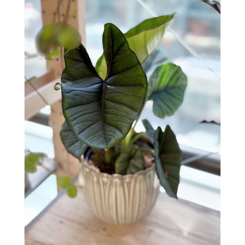 Alocasia 'Platinum' - alokazja