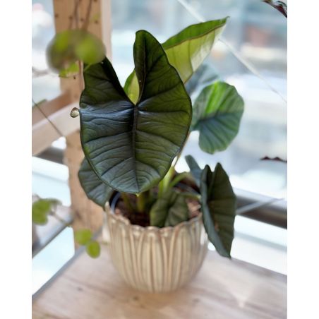 Alocasia 'Platinum' - alokazja