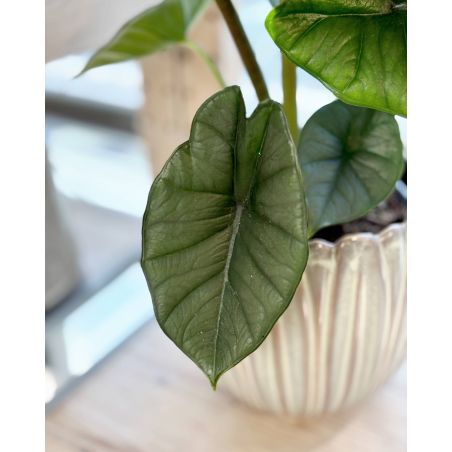 Alocasia 'Platinum' - alokazja